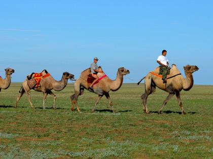 Camels