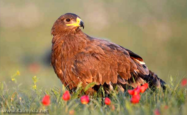 Tawny eagle