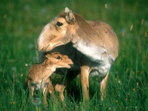 Saiga