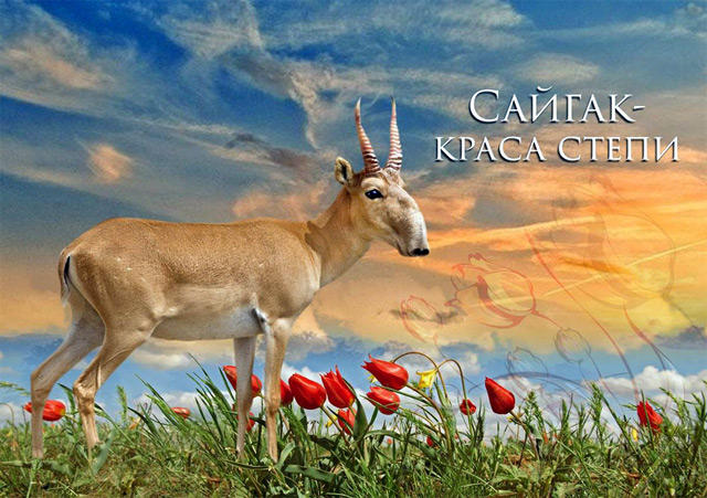 Path of the saiga