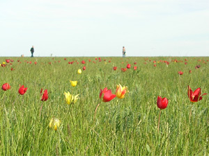 Tulips